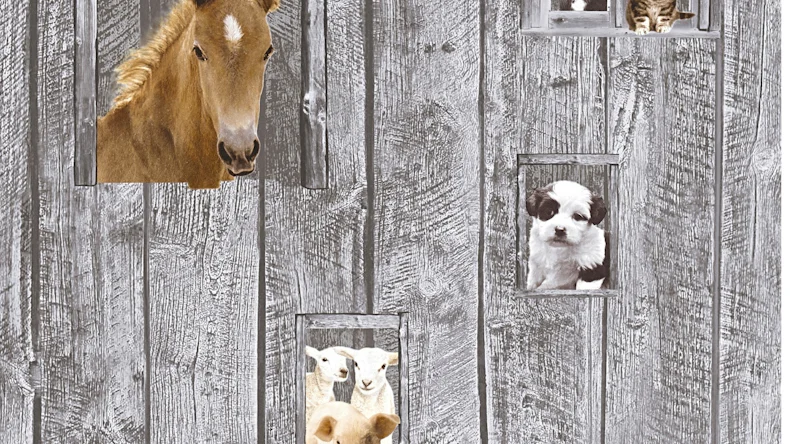 Vliestapete grau Modern Kinder Kinder Blumen & Natur Little Stars 421