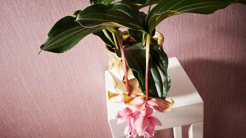 Vliestapete VILLA Uni Klassisch Rosa 595