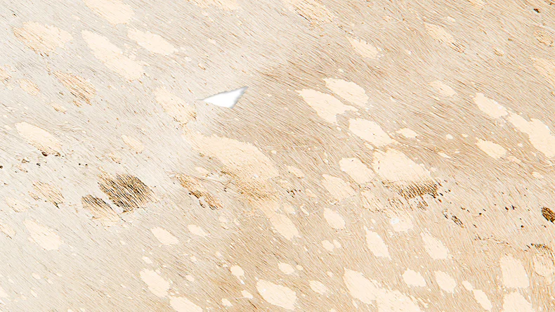 planeo Teppich - Fly 110 Weiß / Gold