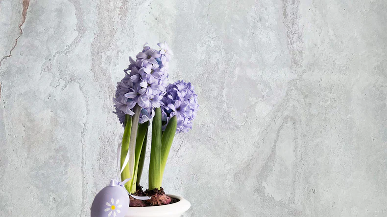 planeo EVOLITH Slate&Stone - Naturstein Wandverkleidung Bianco Pure 1220 x 610 mm