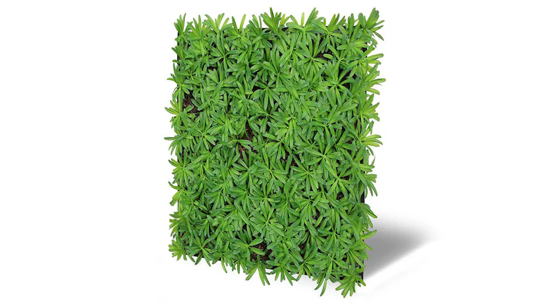 planeo Panneau acoustique - MixWall Living Leaf Podocarpus Tea Tree 52 x 52 cm | Plante naturelle (PLMW-40111)