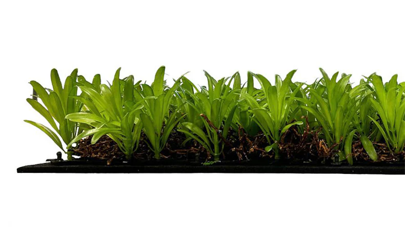 planeo Panneau acoustique - MixWall Living Leaf Podocarpus Tea Tree 52 x 52 cm | Plante naturelle (PLMW-40111)