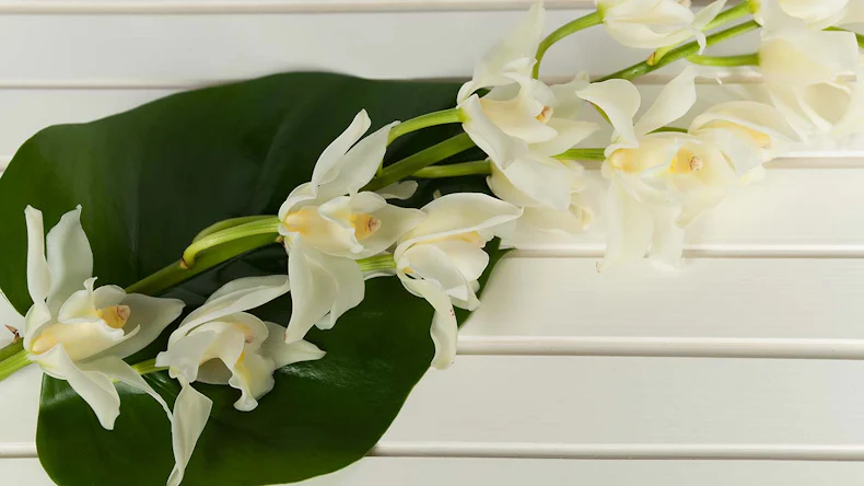 planeo WoodWall - Calm Panel Weiß - 235 x 9,5 cm