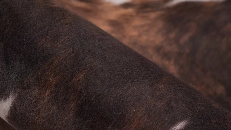 tapis planeo - Western 725 brun foncé 160 x 220 cm